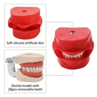 Dental Phantom Head /No Head Model with Teeth Dental Simulator Manikin Phantom Head Model for Dentist Teaching Practice Model 2