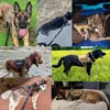 Large Dog Collar Dog Harness And Leash Set Pet Vest Tactical German Shepherd Harnesses For Small Dogs 6