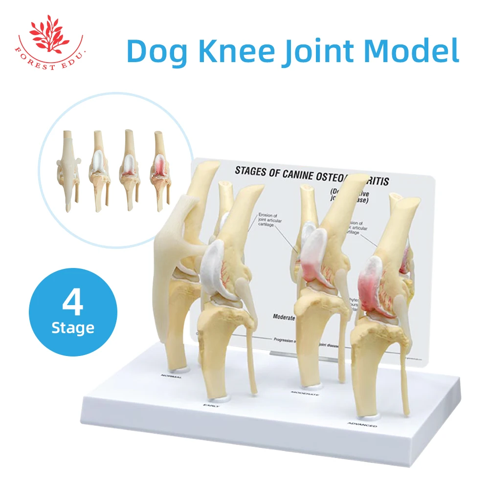 Canine Knee joint Model Dog Joint model Life Size PVC Material Medical Science Artificial Anatomic Model