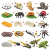 Children Simulation Biology Model Toy Animal Plant Life Growth Cycle Montessori Children Toys Set Teaching Aids Educational Toys 5