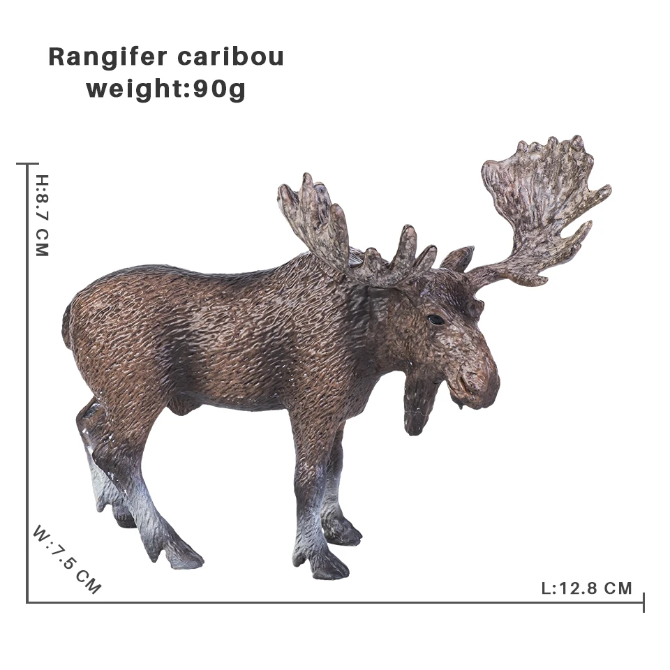Rangifer caribou