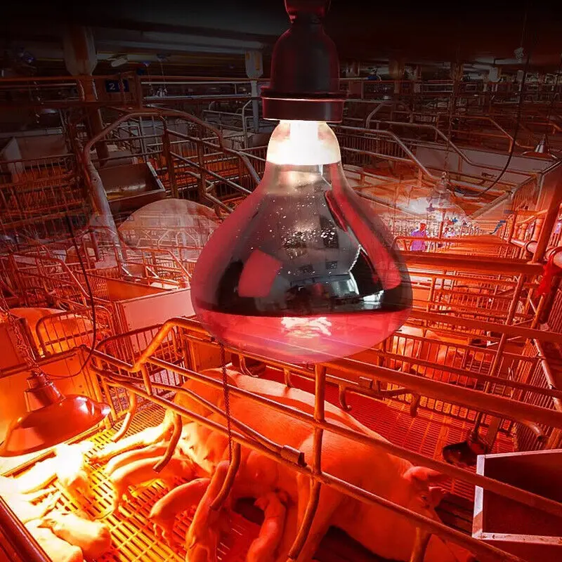 150/250W Infrared Heat Lamp Anti-Explosion Thickened Insulation Farming Heating Lamp Bulb E27 Waterproof Small Heat