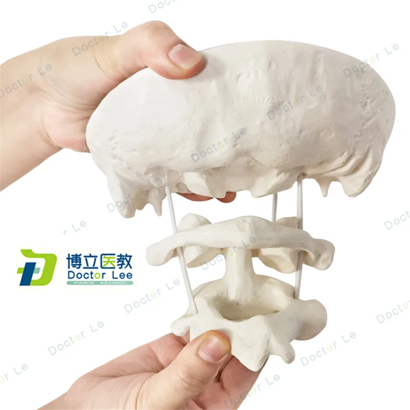 Enlarge the occipital, axial and atlas wiggly skeleton models for medical science learning