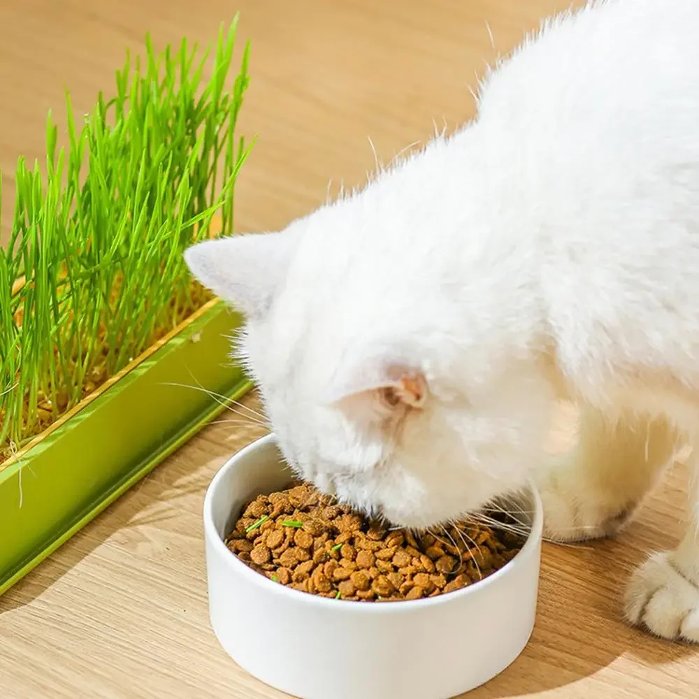 Vassoio Idroponico Per Erba Gatto - Kit Germinazione Semi Senza Terra Per Animali Domestici