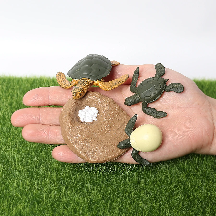 Realistic Sea Turtle Growth Cycle Educational Toy and Cake Topper Gift