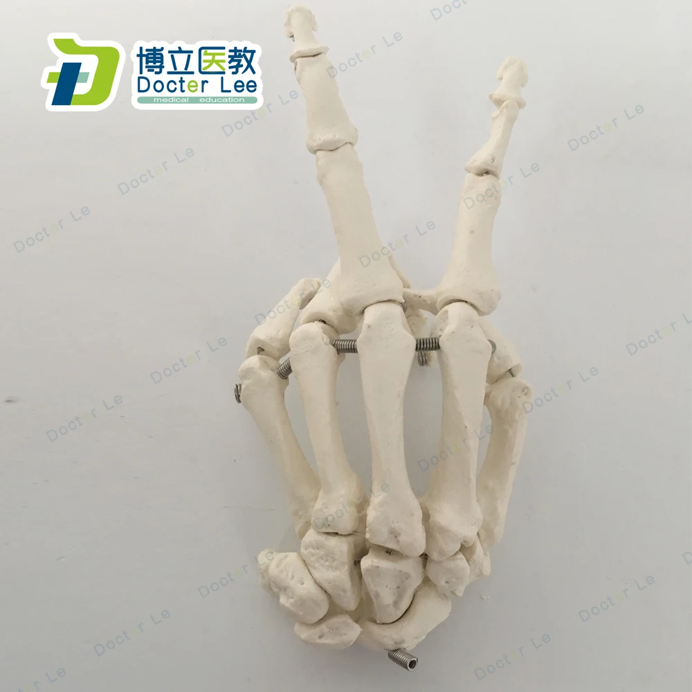 Life Size Anatomical Hand Joint Human Hand Skeleton Model for Medical Science and Edudcation Tool