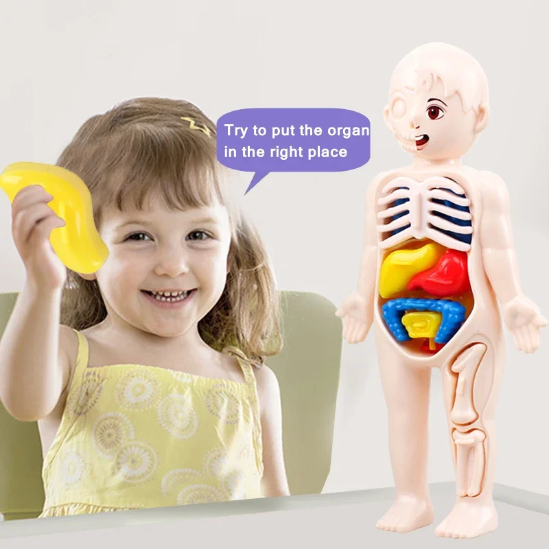 3D Montessori Puzzle Mannequin Human Anatomy Model Children's Learning Organs Toys Educational Body Learning Tools