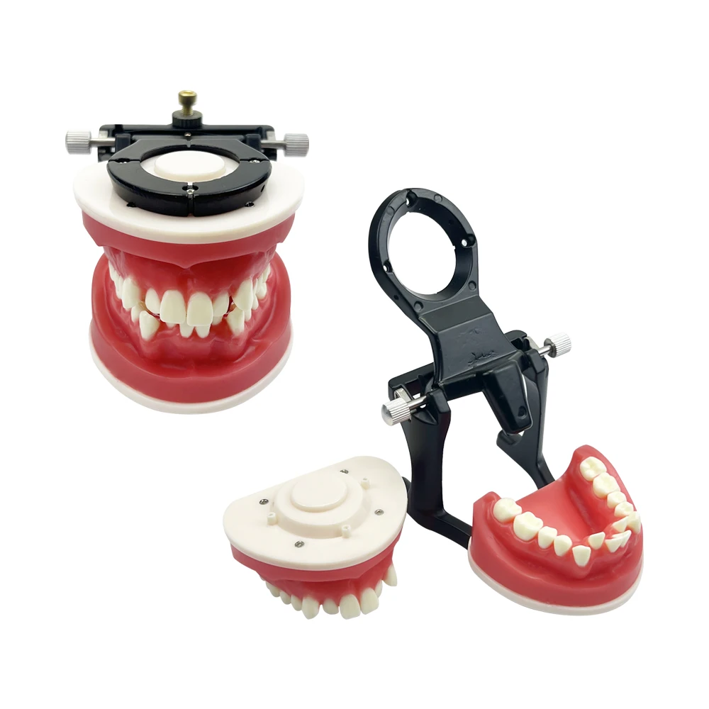 Neue Dental Kieferorthopädische Ausbildung Kiefer Modell Wachs Zahnfleisch Ortho Behandlung Zähne Modell Für Praxis Lehre Studieren Bildung Typodont – Detail 5