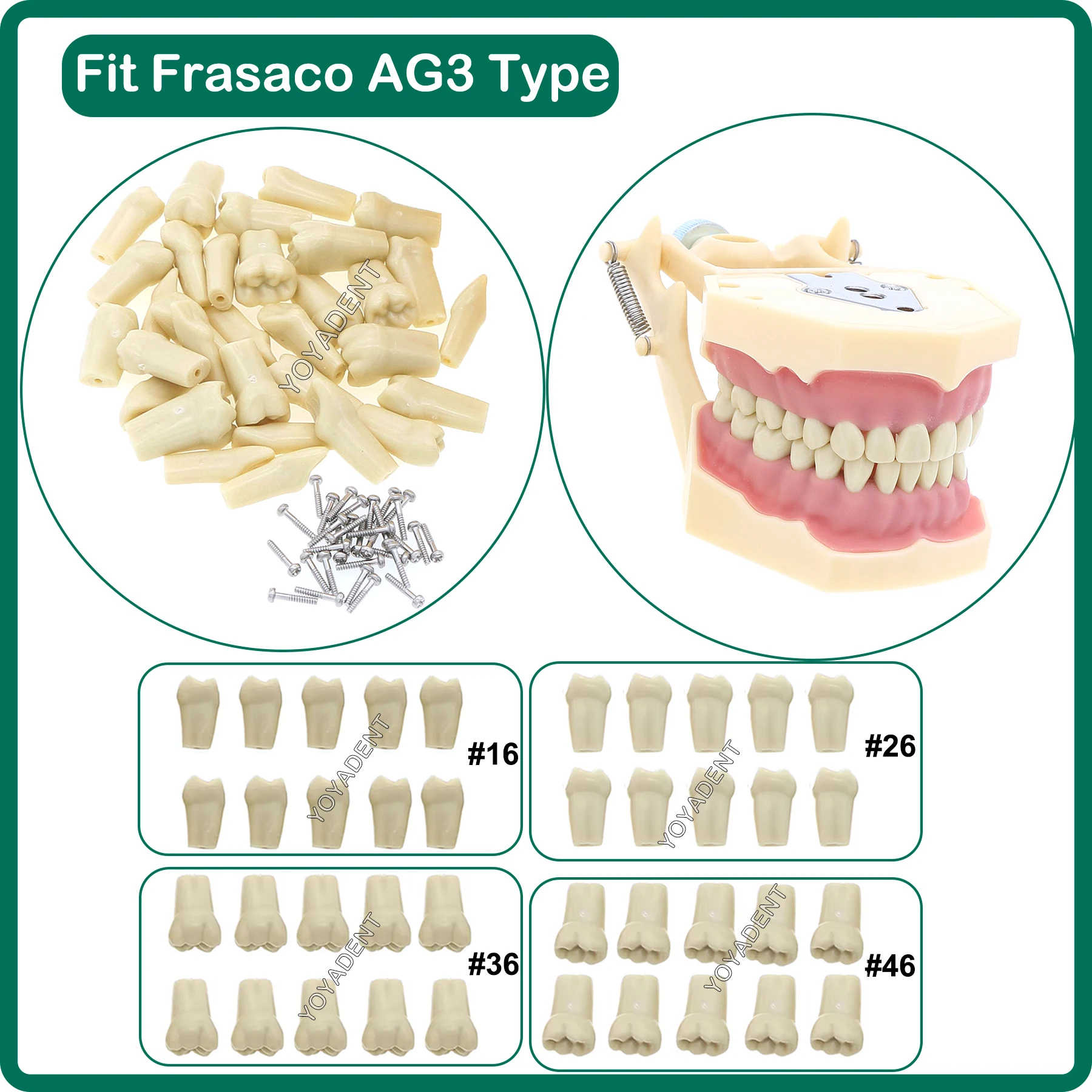 치과 치아 모델 Fit Frasaco AG3 Typodont 전체 치아 32Pcs 나사..
