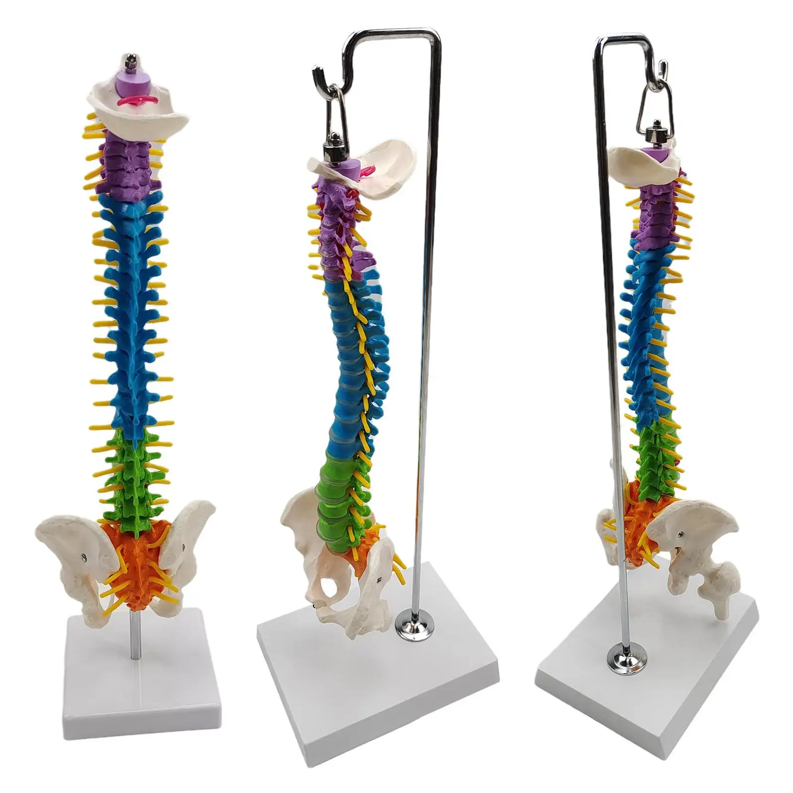 Life Size Flexible Spine Model with Vertebrae, Nerves, Arteries, Pelvis Column for Teaching Aid Biology Class
