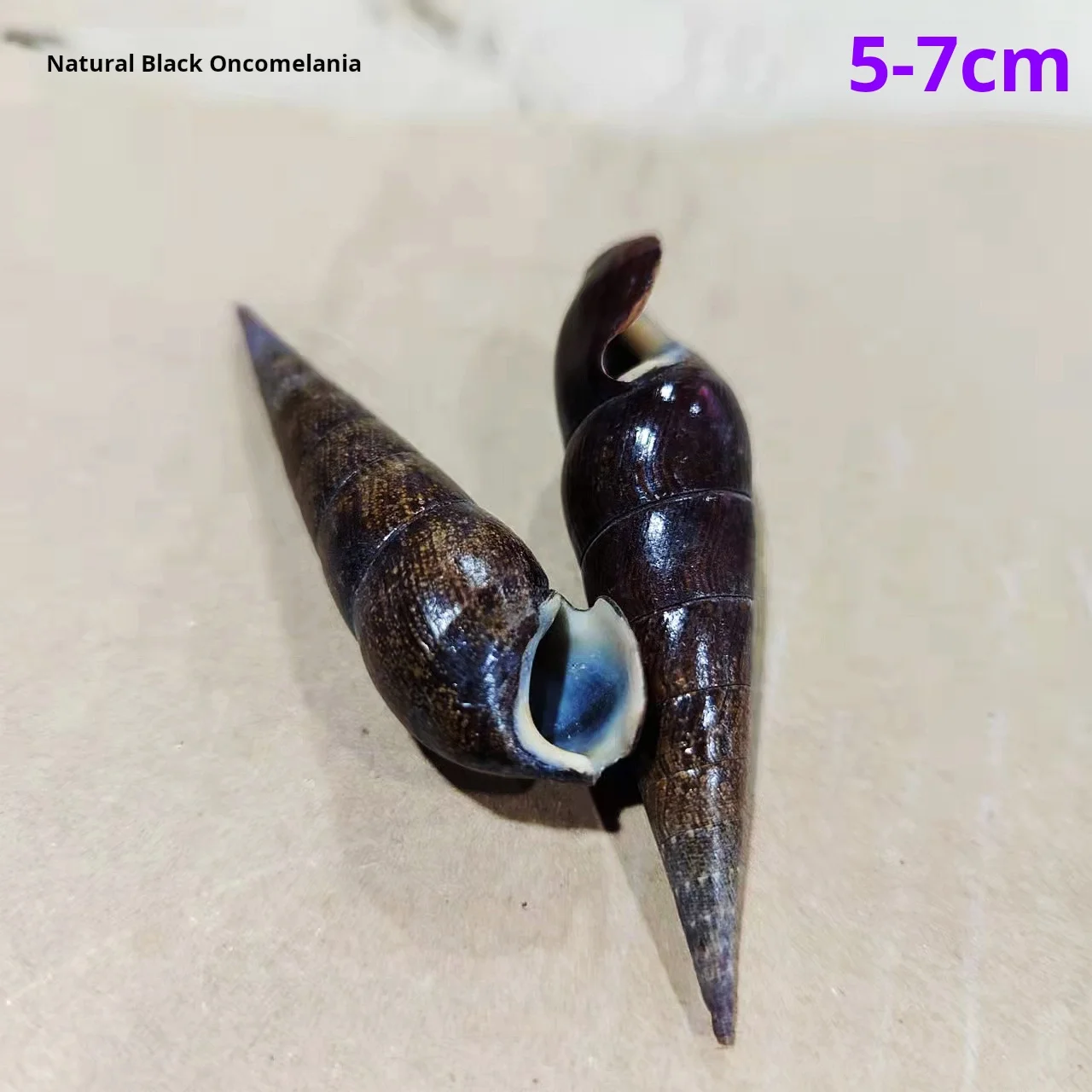 자연색 네일 달팽이, 표본, 검은색 소라와 껍질, 5-7cm