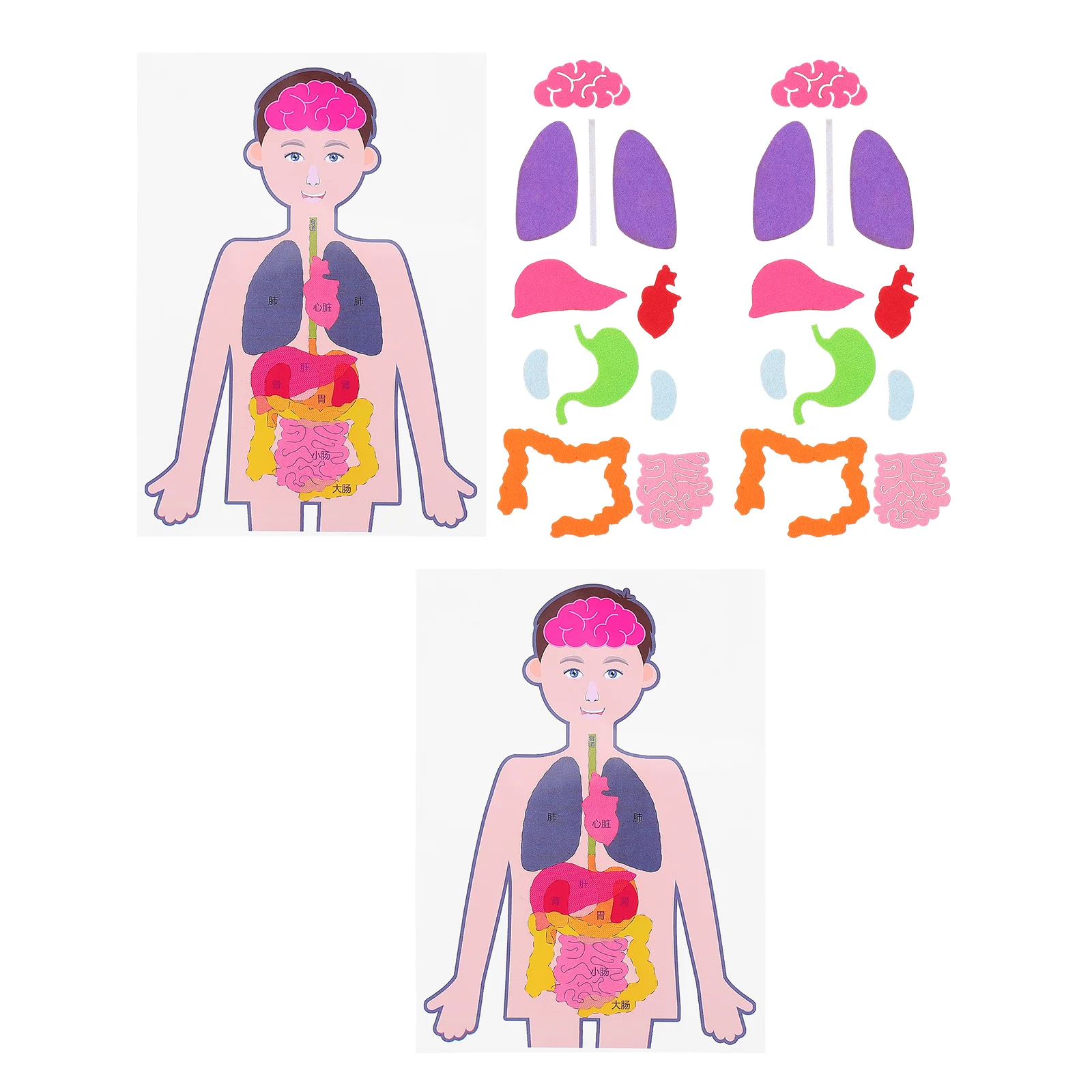

2 Sets Children's Human Body Teaching Aids DIY Organs Model Kids Toy Torso Kids' Toys Cognitive Plaything