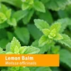 LEMON BALM GLYCERITE 1 OZ:01504 3