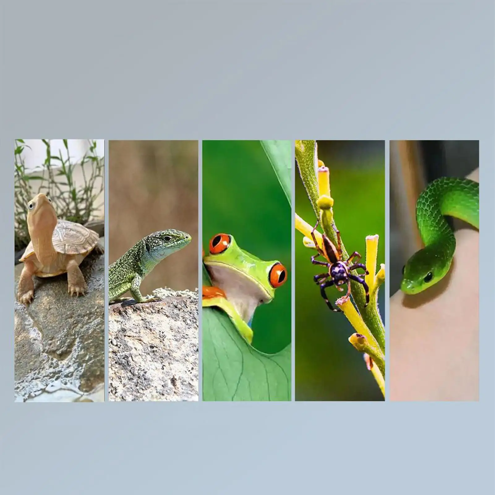 Turtle Heat Light UVA Dimmable Full Spectrum Basking Bulb Turtle Heat Lamp For Gecko Snake Tortoise Chameleon Living Room