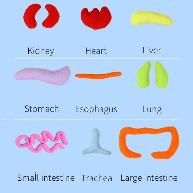 Kids Assembled Plush Body Organs Toy Human Body Anatomy Plush Doll Science Teaching Aids Tool Educational Toys For Children 5