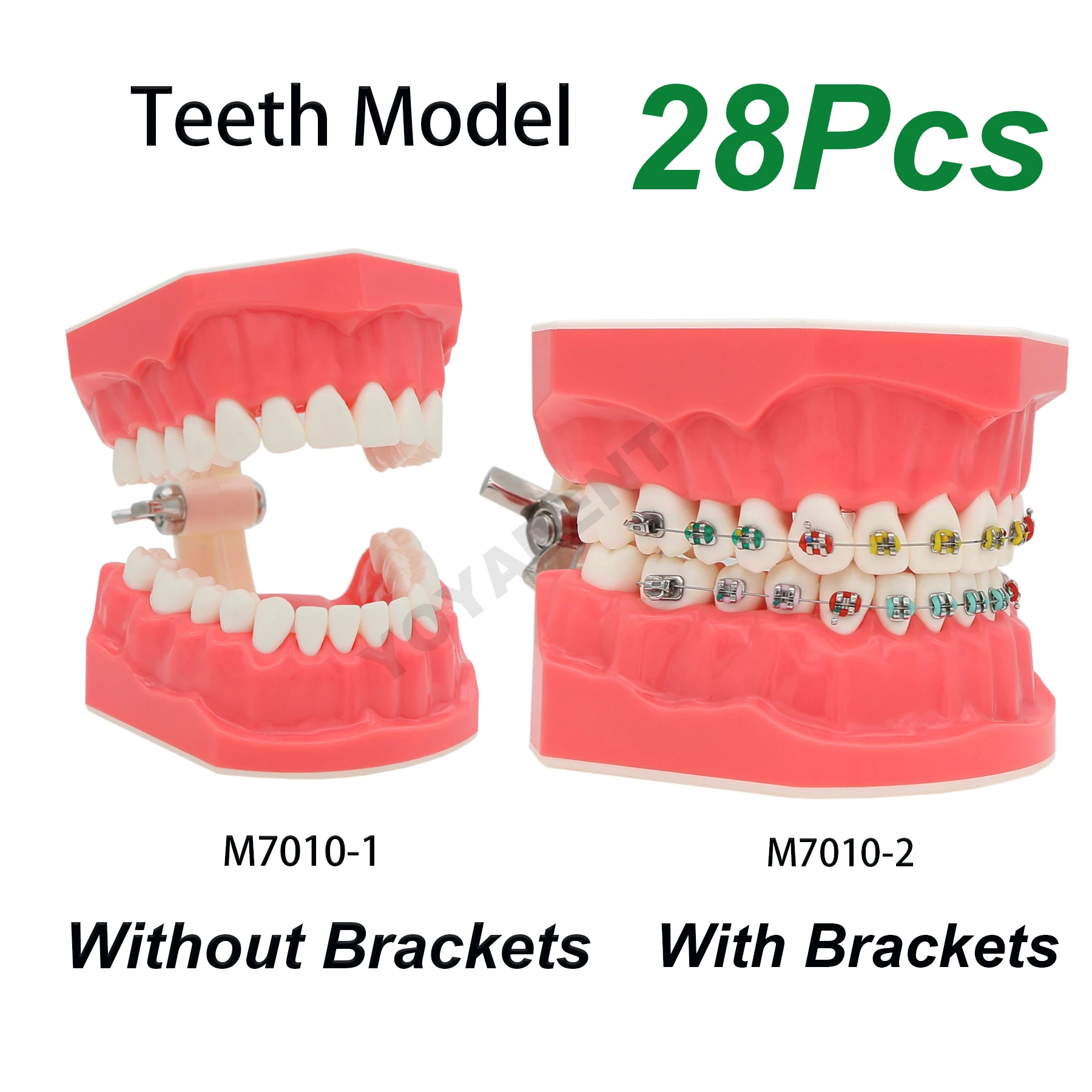 

Стандартная модель для обучения стоматологии, модель ортодонтических зубов с металлическими скобами для стоматологии, учебы, демонстрации