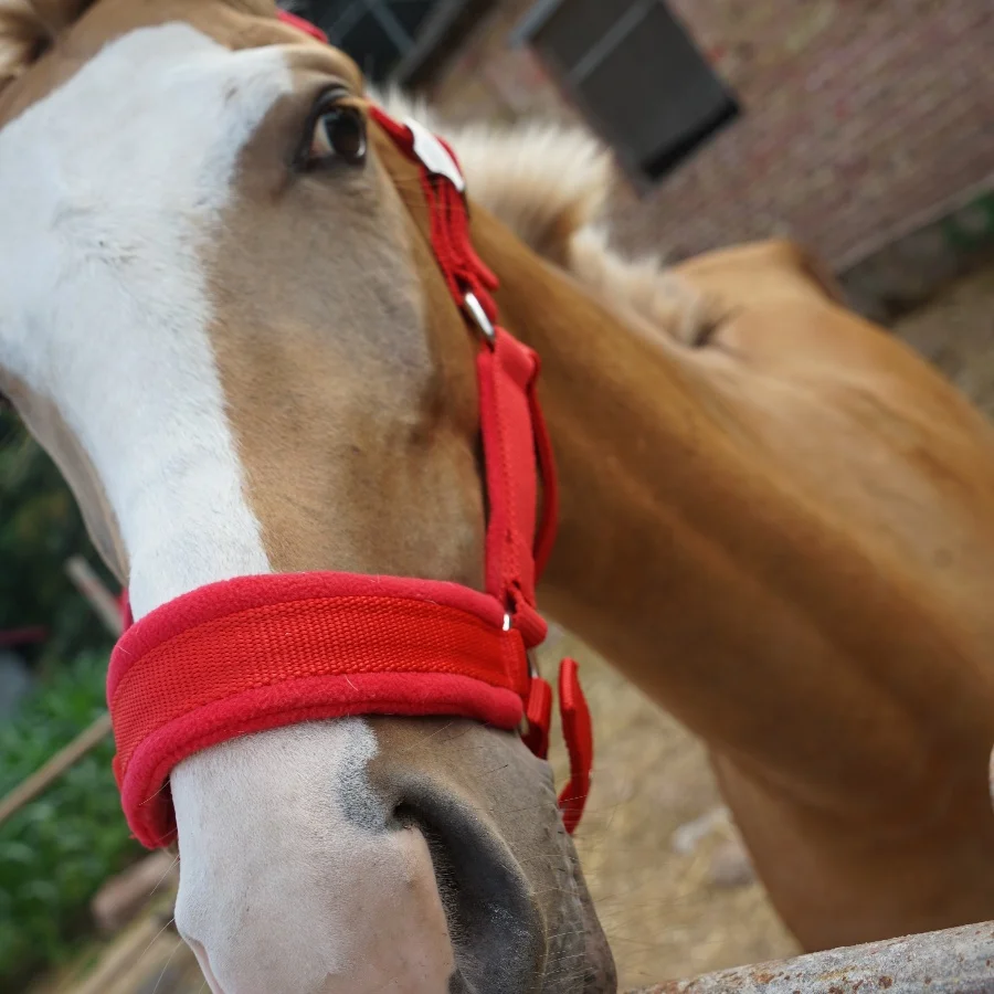 Horse Riding Equipment Wear Resistant Webbing Horse Bridle