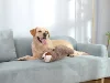 Dog Christmas Gift Forest Sloth Puppy Heartbeat Toy for Stress Relief and Soothing, Sleep Aid Crate Training Puppy Toys 5