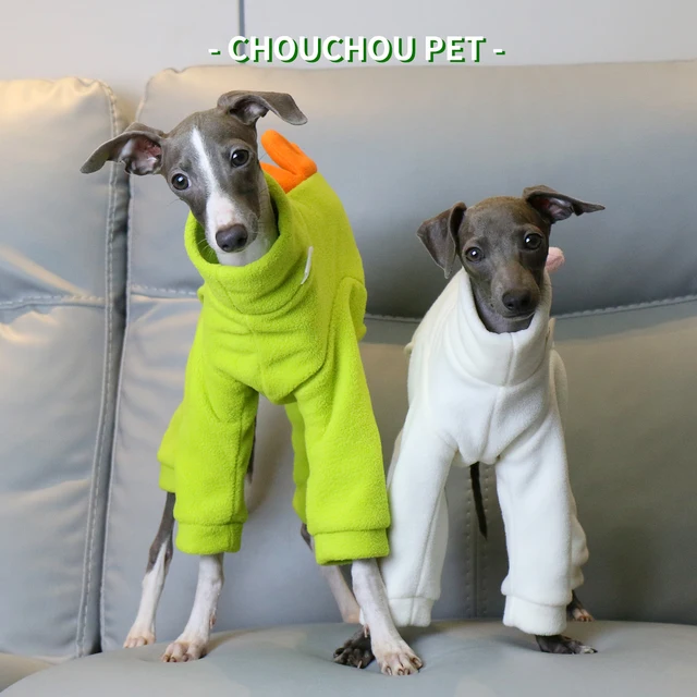 Greyhound Dog With Clothes Italian Cute Whippet Puppies Italian - Main Image
