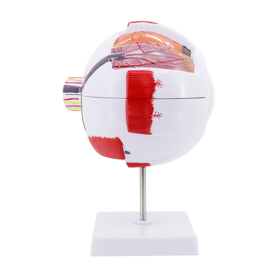 Anatomical Eyeball Model Medical Learning Aid Teaching Instrument Medical Science Teaching Resources