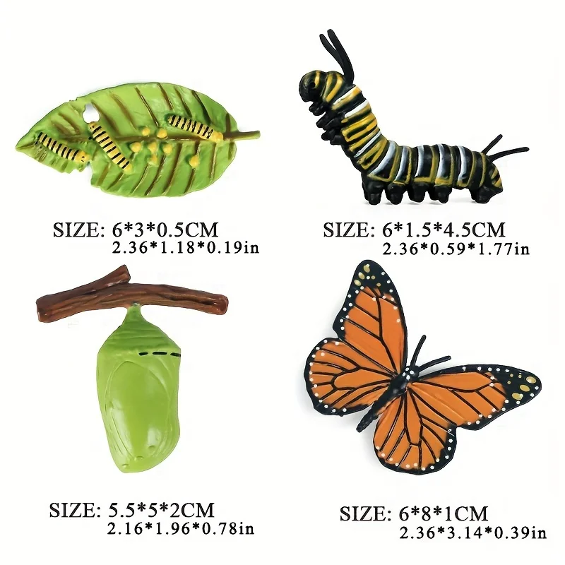 4pcs Butterfly Life Cycle Kit Lifestyle Stages of Monarch Butterfly Teaching Tools for Kids Students 3