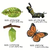 4pcs Butterfly Life Cycle Kit Lifestyle Stages of Monarch Butterfly Teaching Tools for Kids Students 3