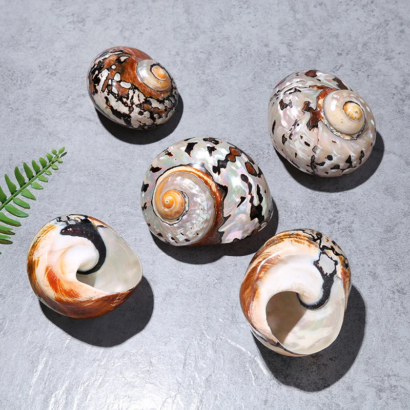 

1pcs 8-9cm Natural Sea Snail South African Salamander Shell Home and Office Decoration Coffee Multi Color Gifts