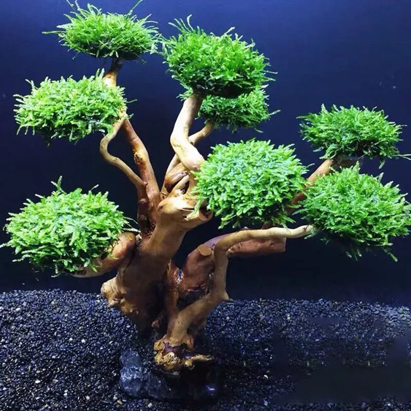 Fish Tank Plant Moss Tree Decoration Landscaping Wood Plant Root Driftwood Aquatic Grass Aquarium Accessories