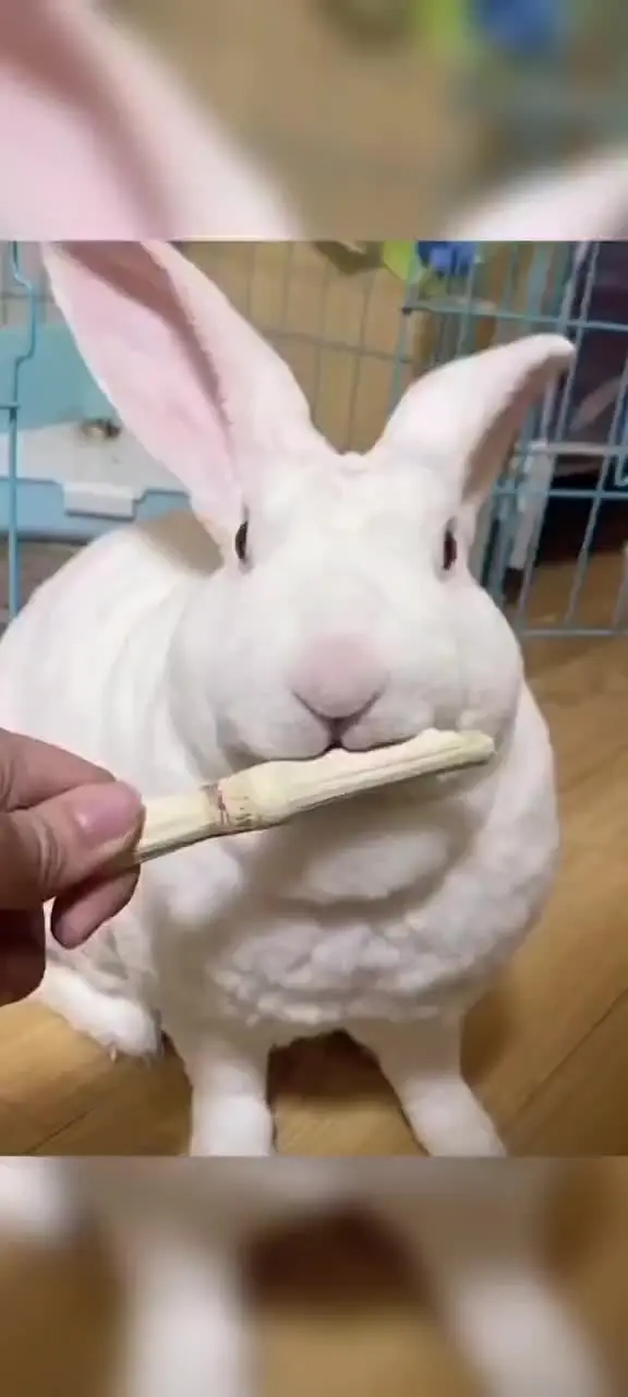 Bastoncini Di Bambù Per Animali - 500g Per Conigli, Cincillà E Roditori - Foto 8