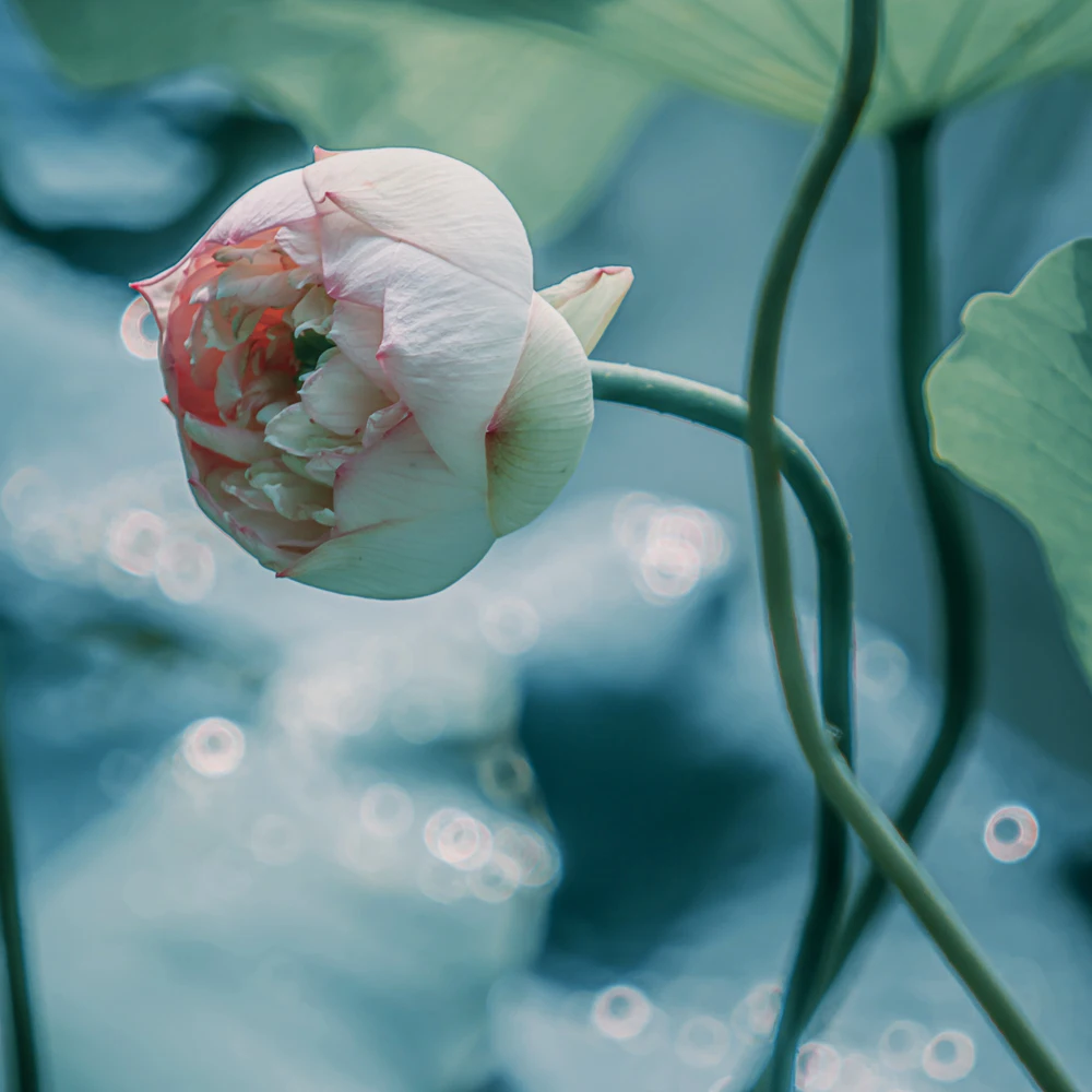 Filtro de Sucção em Forma de Polvo Polvo Ponto de Luz Redondo Soft Flare Volta Variável Costas Magic Lens Sucção Macio Criativo - Image 3