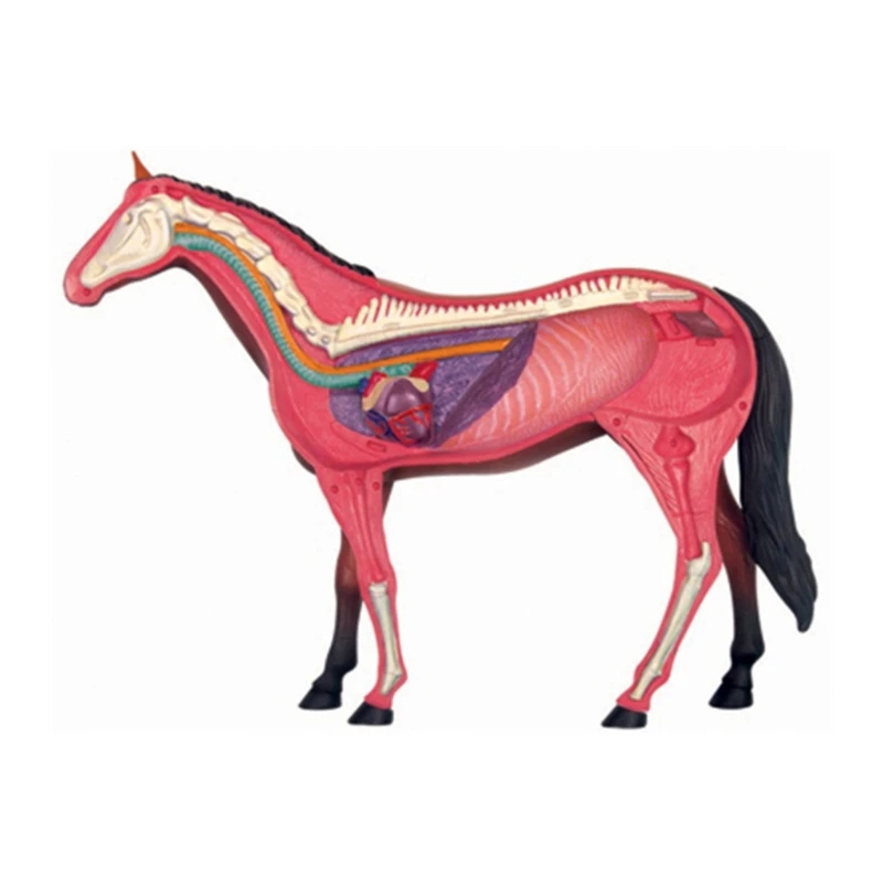 Realistic Horse Anatomy Model 4