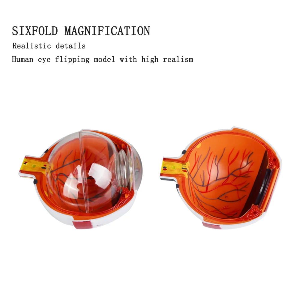 【中古】 Human Eye HumanEye Antique Medical Anatomical Human Eye Model sold at auction
