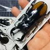 Real Insect Bug Specimen Taxidermia Clear Large Bug  Spiders Beetles Large Insect Scorpion Specimen Craft Decoration 2