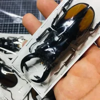 Real Insect Bug Specimen Taxidermia Clear Large Bug  Spiders Beetles Large Insect Scorpion Specimen Craft Decoration 2