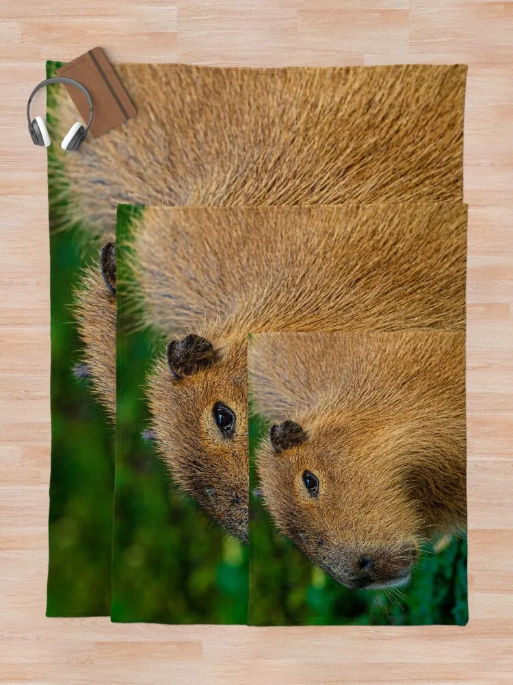 Capybara ���� ���� ������ ���, ���� �ڽ����� �ִϸ��̼�, ���Ÿ� �귣�� ��� ���� ���