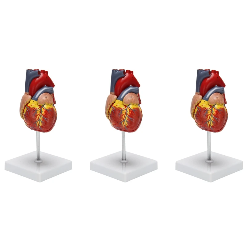 3x-1-1-human-heart-model-anatomically-accurate-heart-model-life-size-human-skeleton-anatomy