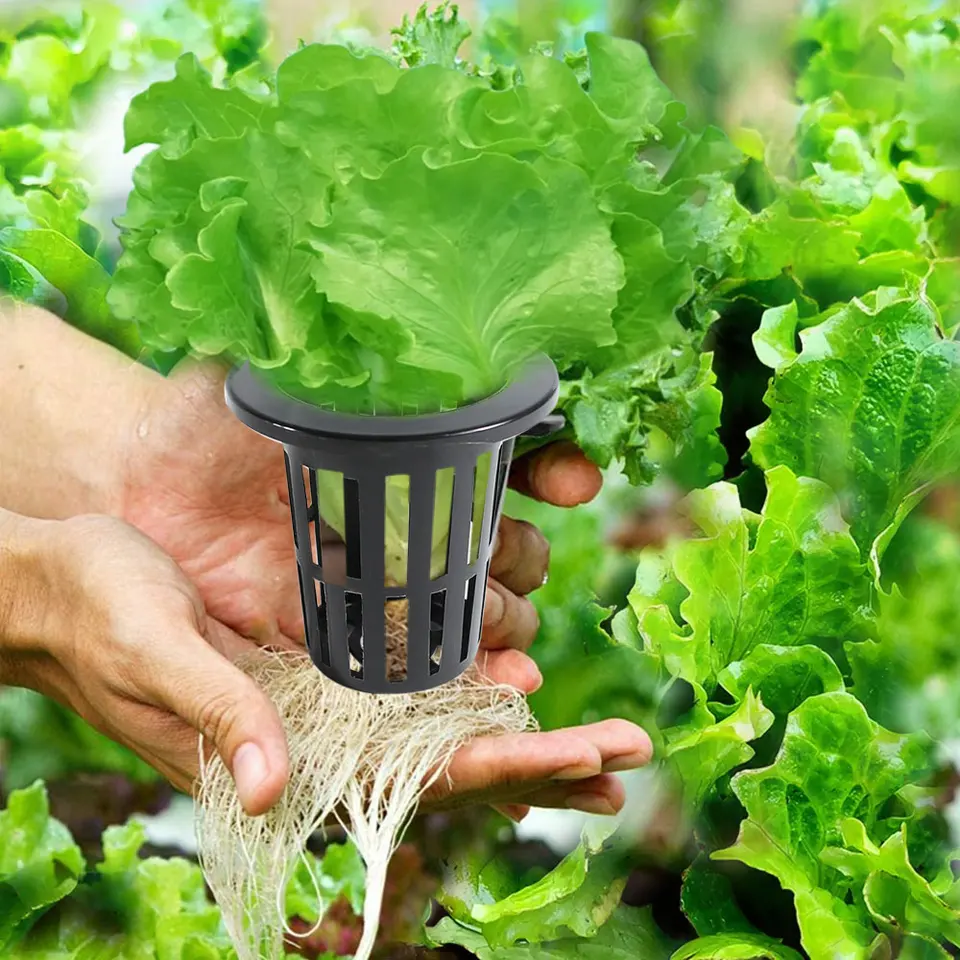 Vasetti Aeroponica 2 Pollici 10 Cestini Rettangolari In Rete Per Idroponica – Bianchi, Misura 2x2 Pollici, Per Cloni E Germinazione Vasi Rete Per Aeroponica 2x2 Pollici - Foto 9