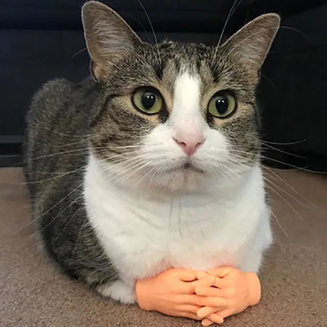 Cat fun toy Small gloves Cat finger Sleeve mini hand model silicone small gloves Cat massage tools Pet cat toy Halloween gift Cat fun toy Small gloves Cat finger Sleeve mini hand model silicone small gloves Cat massage tools Pet cat toy Halloween gift