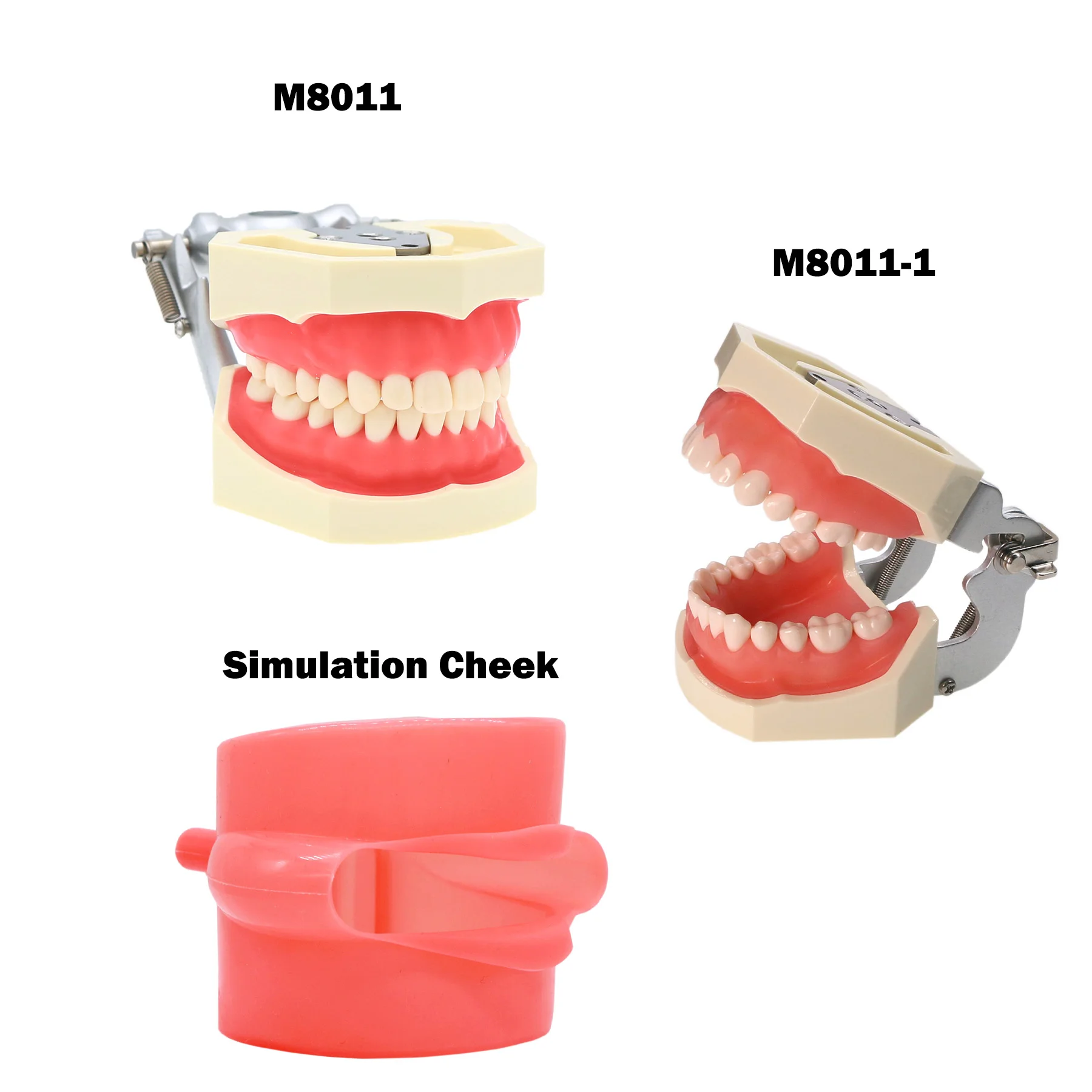 Dental Teeth Model Screw-in Replacement Teeth Compatible NISSIN 500 Type For Dentistry Preparation Training Teach Resin Material