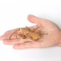Deroplatys A