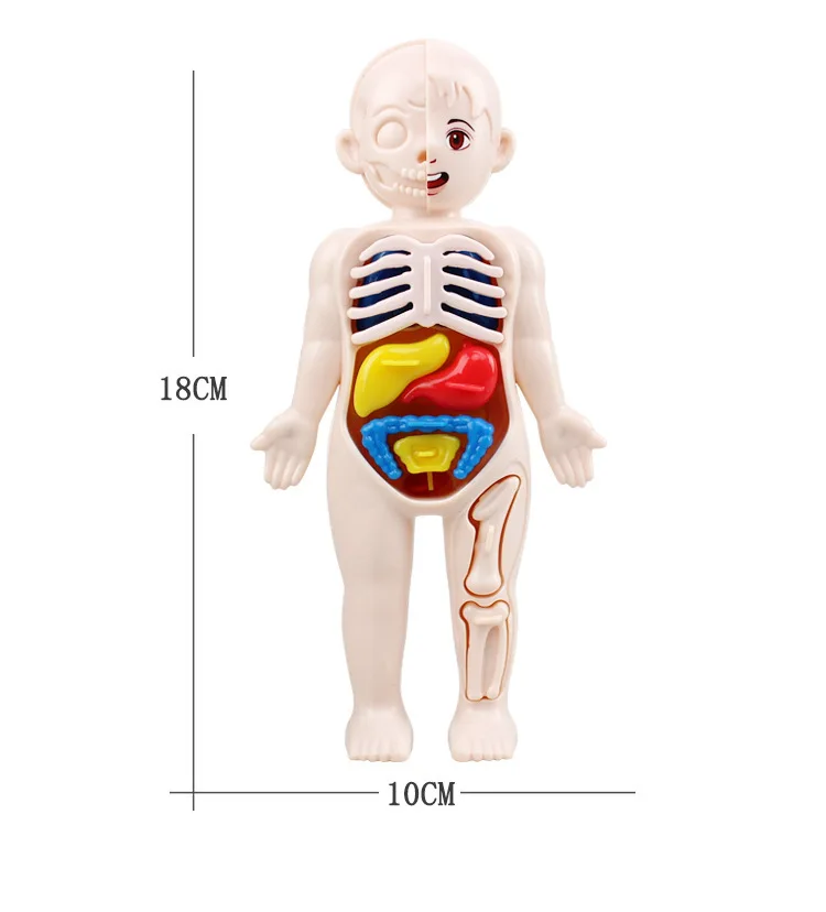 Kind Montessori 3d Puzzle menschlichen Körper Anatomie Modell pädagogische Lern organ montiert Spielzeug Körper Lehrmittel für Kinder