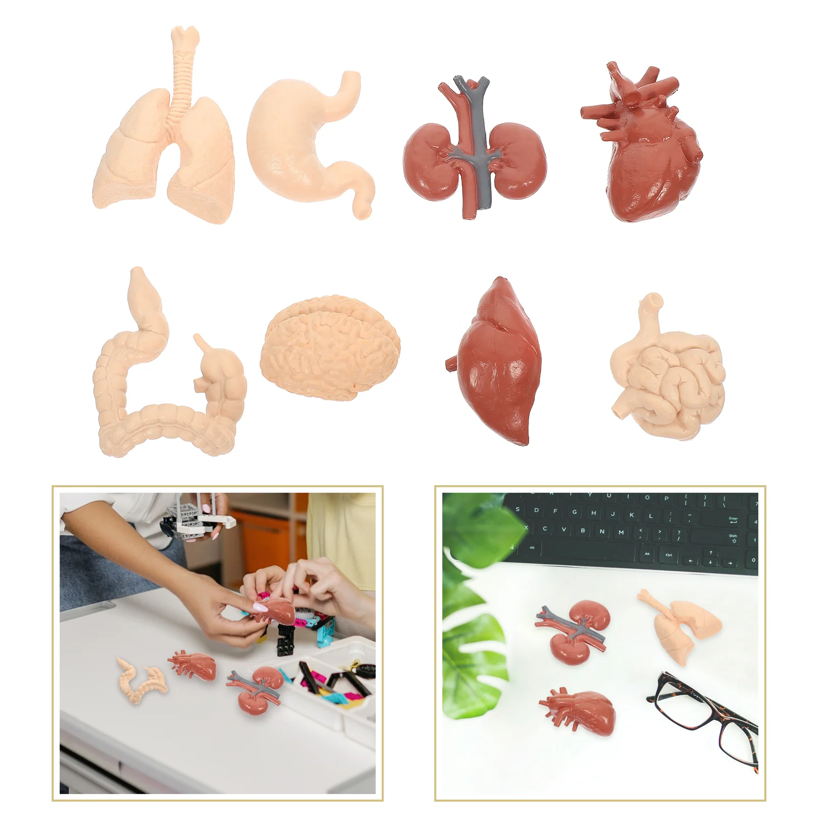 

1 Set of Useful Human Organs Modelss Creative Organs Playthings for Students