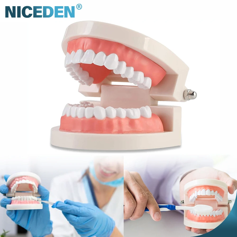 

Dental Model Teeth Teaching Model Plastic Teeth Model For Dentist Dental Students Studying Education Display 1pcs Standard