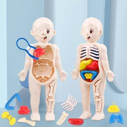 Rompecabezas 3D Montessori para niños, modelo educativo de anatomía del cuerpo humano, juguete ensamblado de órganos de aprendizaje, herramienta de enseñanza para niños