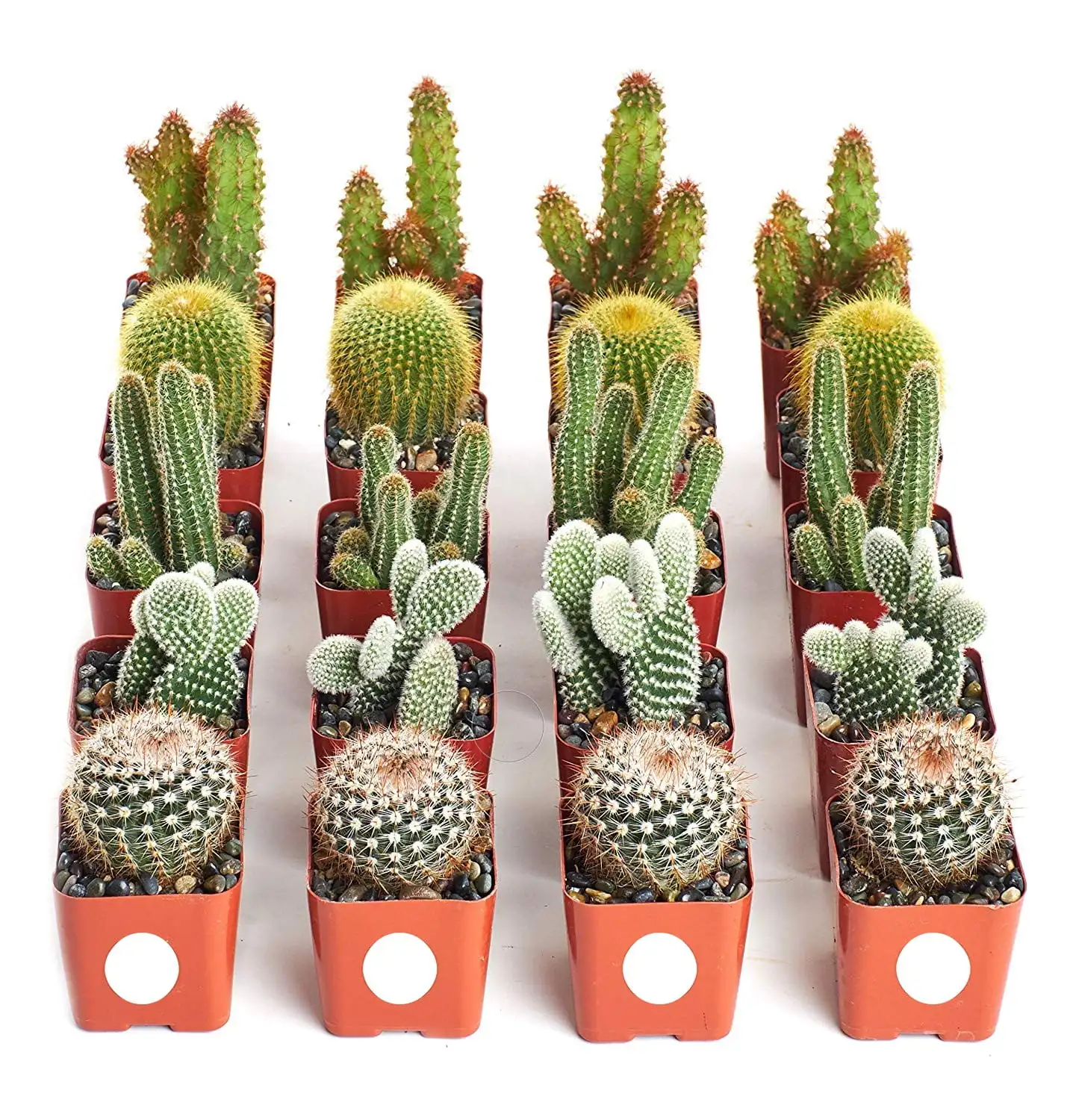 

Home Botanicals Cactus Collection (Collection of 20)