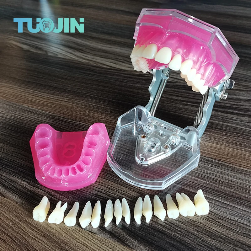 

Dental Model Removable Teeth Teaching Model With Soft Gum Tooth For Dentistry Practice Training Studying Typodont Models Dentist
