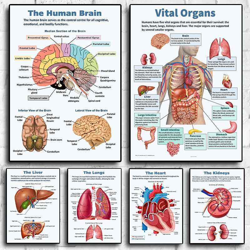 Anatomy Wall Posters Vintage Human Vital Organs Brain Liver Heart Canvas Painting