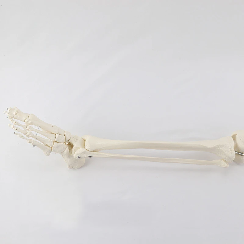 Human Skeleton Lower Limb Knee and Foot Anatomy Model Medical Science Teaching Resources