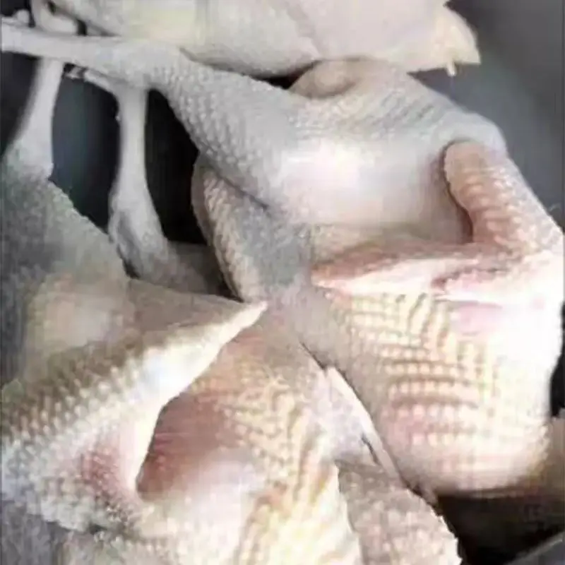 Small Slaughter Equipment Poultry Plucking Feather Chicken Plucker Machine For Home Use 1