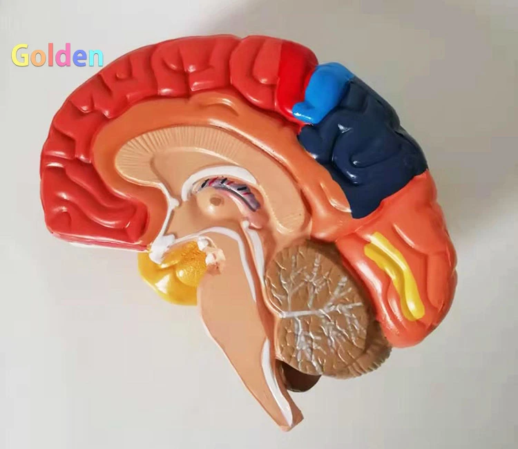 Modelo de cerebro humano para enseñanza de Neurociencia, vasos, modelo de  anatomía para aprendizaje de ciencias, exhibición en aula, modelo de  cerebro médico| | - AliExpress